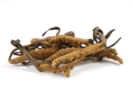 Cordyceps Raupenpilz Pulver, 500g von Dragonspice Naturwaren