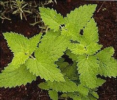 Katzenminze 'Nepeta cataria', Samen von Dragonspice Naturwaren von Dragonspice Naturwaren