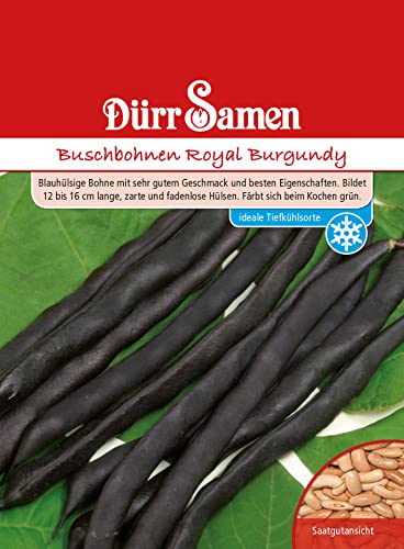 Buschbohnen Samen Royal Brugundy Bohnensamen Blaue Bohnen ca 120 Korn Saatgut Gemüse Garten Hochbeet Kübel Dürr Samen von Dürr-Samen