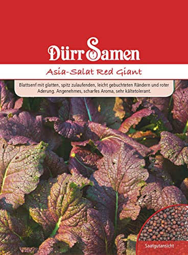 Roter Asia Salat Samen Asiasalatsamen Roter Salat Red Giant Scharfes Aroma ca 500 Korn Saatgut Hochbeet Balkon Garten Dürr Samen von Dürr-Samen