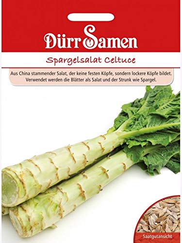 Spargelsalat Celtuce (Lactuca sativa var. angustana), ca. 100 Samen, aus China stammender Salat der lockere Köpfe bildet von Dürr-Samen