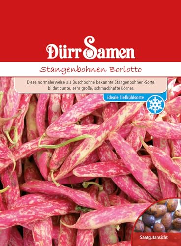 Stangenbohnen Samen Borlotto Bohnensamen Rote Bohnen ca 70 Korn Saatgut Gemüse Garten Hochbeet Kübel Dürr Samen von Dürr-Samen