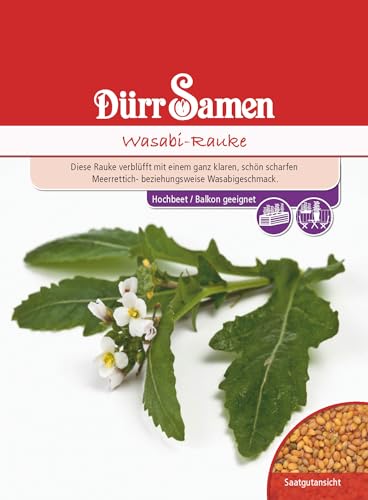 Wasabi Samen Rauke Wasabiraukensamen ca 100 Korn Küchenkräuter Kräutersamen Saatgut Balkon Garten Hochbeet Kübel Dürr Samen von Dürr-Samen