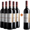 El Mosaico de Baco 2019 5+1 Paket Crianza El Mosaico de Baco Ribera del Duero DO von El Mosaico de Baco