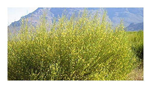 Aspalathus linearis - Rotbusch-Tee - 10 Samen von Exotic Plants