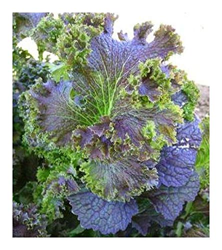 Organic Purple Wave Mustard - Organic Purple Wave Senf - 20 Samen von Exotic Plants