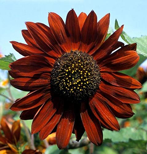 Sunflower - Sonnenblume - 20 Samen von Exotic Plants