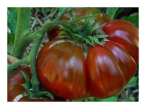 Tomate Black Aisberg - dunkle Fleischtomate - 10 Samen von Exotic Plants