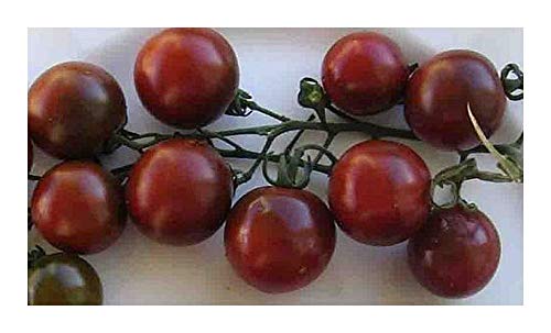 Tomate Black Cherry - Tomate schwarze Kirsche – 10 Samen von Exotic Plants