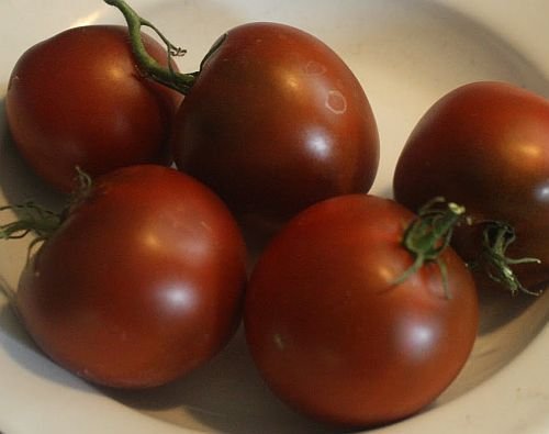 Tomate Black Prince - Tomate schwarzer Prinz - 10 Samen von Exotic Plants