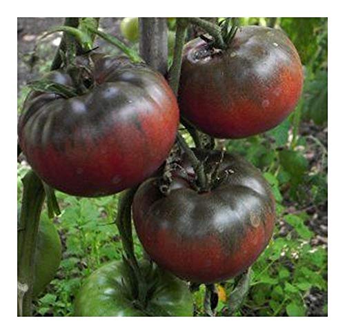 Tomate Black from Tula - schwarze Fleischtomate - 10 Samen von Exotic Plants