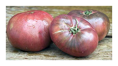 Tomate Cherokee Purple - Tomate Cherokee violett – 10 Samen von Exotic Plants