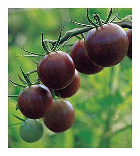 Tomate Cherry Brown Berry - braune Kirschtomate - 10 Samen von Exotic Plants