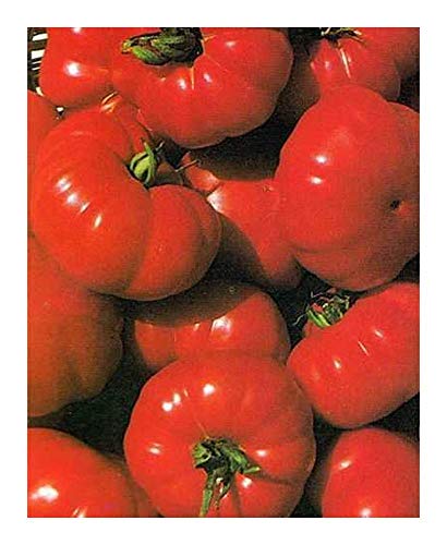 Tomate Costoluto Fiorentino – 20 Samen von Exotic Plants