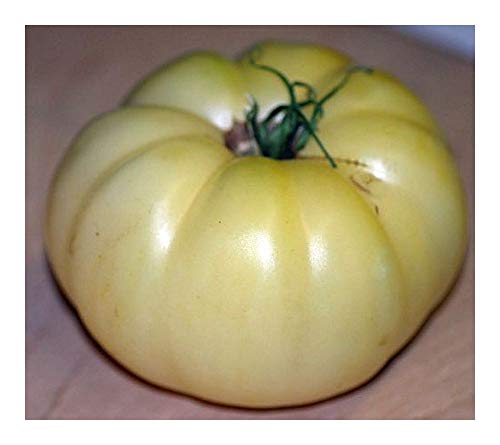 Tomate Great White - Tomate grosse Weisse – 10 Samen von Exotic Plants