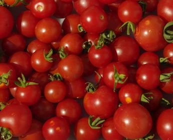 Tomate Miel de Mexique - mexikanische Honigtomate - 10 Samen von Exotic Plants