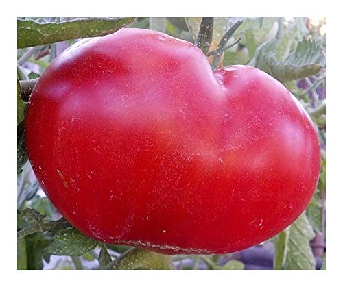 Tomate Mortgage Lifter - Tomate -10 Samen von Exotic Plants