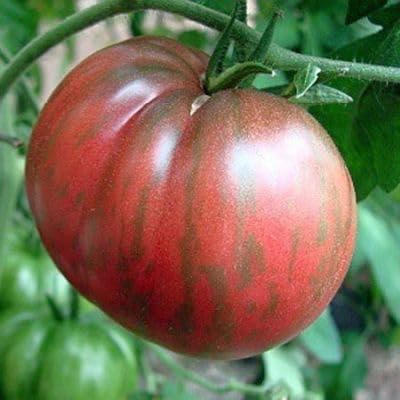 Tomate Mr Stripey - Tomate Herr Stripey - Tomaten Samen - 10 Samen von Exotic Plants