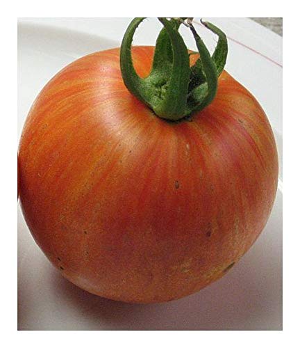 Tomate Mr Stripey - Tomate Herr Stripey - Tomaten Samen - 10 Samen von Exotic Plants