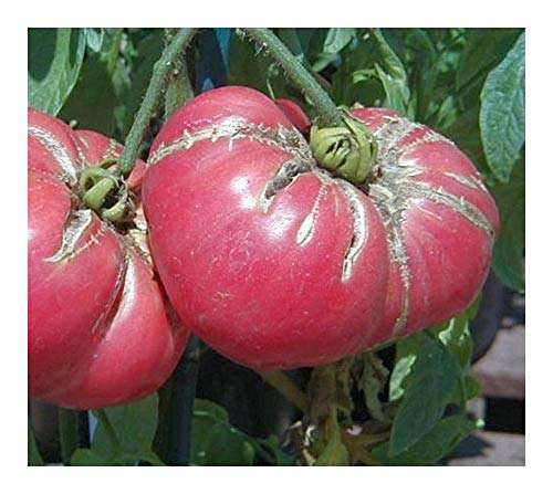 Tomate Omars Lebanese - Fleischtomate - 10 Samen von Exotic Plants