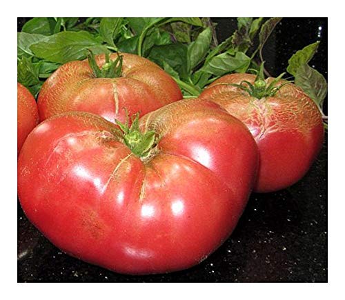 Tomate Pantano Romanesco - Tomate - 10 Samen von Exotic Plants