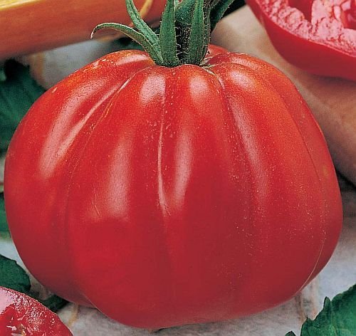 Tomate Pomodora - Fleischtomate - 15 Samen von Exotic Plants