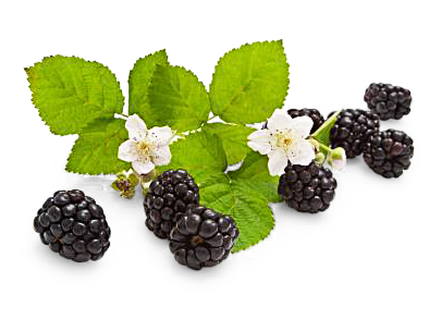 Brombeeren von F.X. Sämmer GmbH