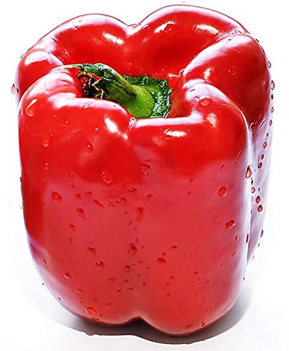 Portal Cool 1 Packung 100 rote Paprika Samen Paprike Capsicum Organic S041 von FASH LADY