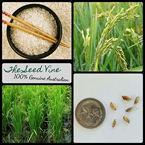 Portal Cool 20+ Bio Asian Rice Seeds (Oryza sat) Essbare R tische Getreide von FASH LADY