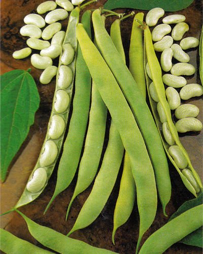 Portal Cool Gemüse Dwarf Bean Cannellino Barren 75 Finest Seeds von FASH LADY