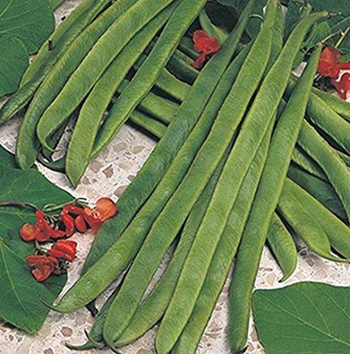 Portal Cool Gemüse Runner Bean Enorma ca. 20 Samen Freies Uk Porto von FASH LADY