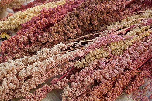 Portal Cool Quinoa Carmen - 50+ Seeds - Heirloom - Nachgeben Seltenheit! von FASH LADY