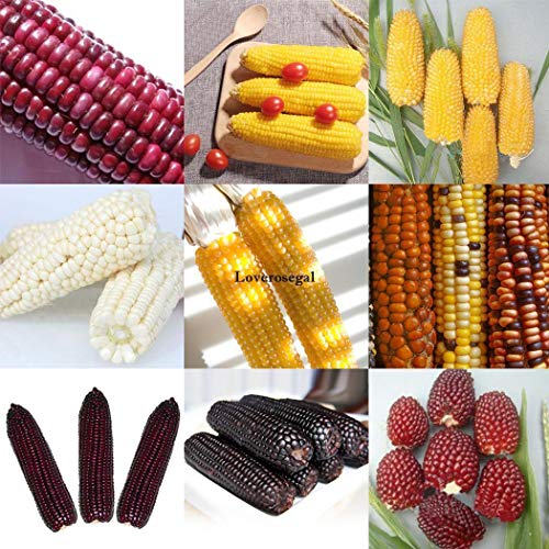 Portal Cool Samen Paket: Bunte Mais: 10X Erdbeer-Maimen Zea Mays Erbstück Nicht GVO-rotes süÃŸes corn Kgf9 von FASH LADY