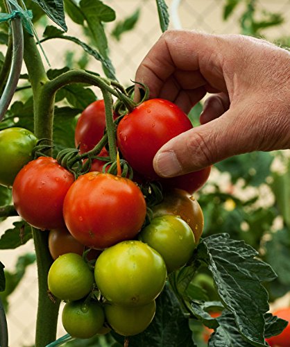 Portal Cool Tomate-italienische Traube Crovarese 25 Erbstück, Nicht-GVO-Samen Freies Verschiffen von FASH LADY