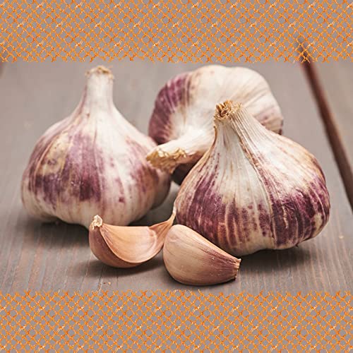 FLORTUS Winterpflanzknoblauch Germidour | 500 g | Steckzwiebelgröße 40-50 mm | Pflanzknoblauch für den Anbau von frischem und mild gewürztem Knoblauch | Ideal für Container und Hochbeet Anbau von FLORTUS Freude an Vielfalt