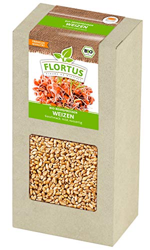 FLORTUS BIO Keimsprossen Weizen (200 g) | Gesunde & leckere Keimsprossen | Sprossensaat | Keimsprossen | Keimsaaten von FLORTUS Freude an Vielfalt