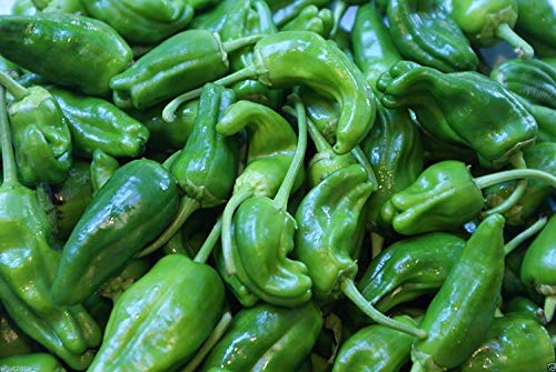 Fash Lady Pimientos DE Padron, 10 Samen (Padron Pepper), heiss / süß / mild, spanische Erbstück! von Fash Lady