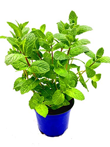 Spanische Minze Mentha spicata "Hispanica" Kräuterpfanze 4er Set von Florapartner