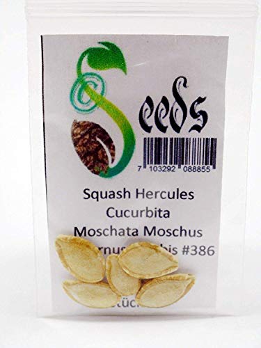 GETSO Samen-Paket Nicht Pflanzen: 5 X Squash Hercules Moschus-Kürbis Moschus ernut Kürbis # 386 von GETSO