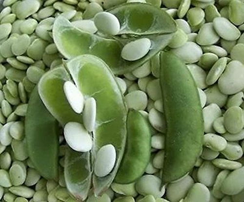 GETSO Samen-Paket Nicht Pflanzen: 50 - Seeds: Cangreen Klein Lima Bean Samen-sehr kräftig und Produktiv-und Ohhh Der Geschmack von GETSO