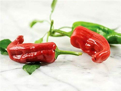 GETSO Samen-Paket Nicht Pflanzen: 50 - Seeds: Chimayo Hot Pepper Seeds - Eine Vielzahl von Chimayo, New Mexico, USA von GETSO