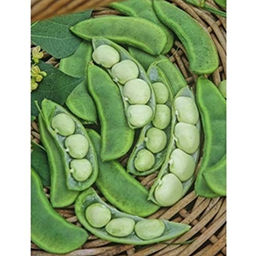 GETSO Samen-Paket Nicht Pflanzen: 50 - Seeds: EastlandLima Bohnen Seeds - schwere Ausbeuten an köstlichen Baby Limabohnen. !! von GETSO