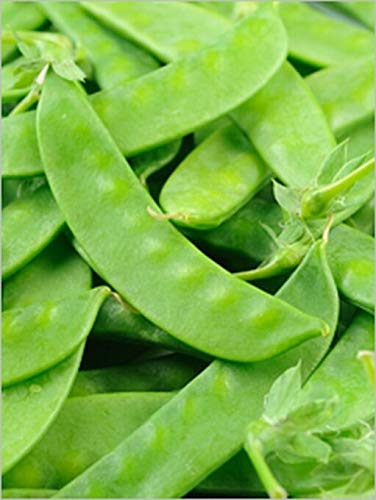 GETSO Samen-Paket Nicht Pflanzen: 50 - Seeds: Ho LAN Dow (Snow PEA) - Super-Sweet !! - roh oder gekocht -Sehr produktive Sorte! von GETSO