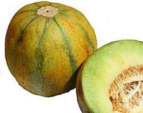 GETSO Samen-Paket Nicht Pflanzen: 50 - Seeds: Israel (ogen) Melon - Eine extrem saftige Melone und Wird sanft gesüßt. LECKER!!! von GETSO