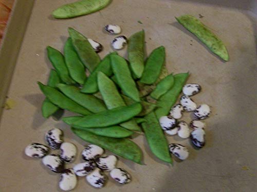 GETSO Samen-Paket Nicht Pflanzen: 50 - Seeds: Speck ER Pole ER Bean Seeds - 10 Fuß s !! Farbige Bean! von GETSO