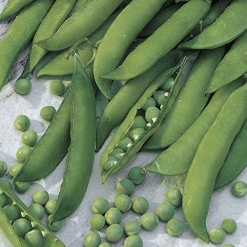 Samen-Paket Nicht Pflanzen: 50 - Bohnen: Mr. Big Garden PEA Seeds - 10.06 dunkelgrün, Wicken pro Schote. Kräftiges !!! von GETSO