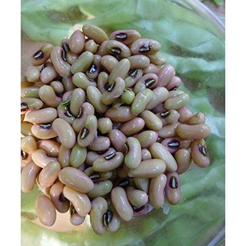 Samen-Paket Nicht Pflanzen: 50 - Seeds: Big Boy Cowpea - Gut für frisch Gebrauch, das Einfrieren oder Canning- hohe Erträge Schiff frei von GETSO