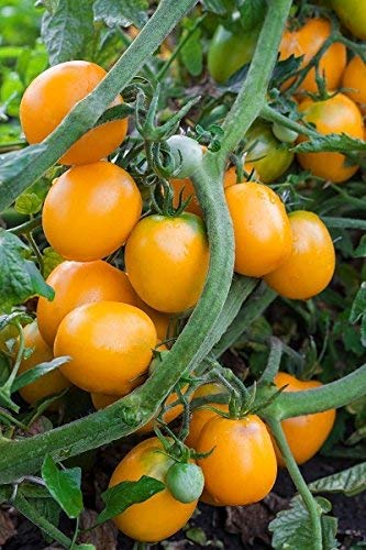 Tomate"Akron" - orange-rote Sorte für Gewächshaus- und Tunnelzucht - samen von GardenSeedsMarket