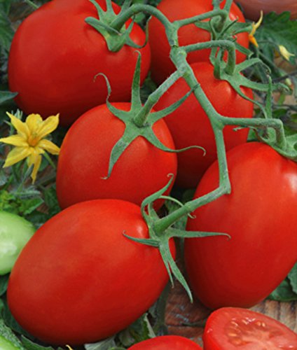 Tomaten"Pikador" - Feld, birnenförmig, sehr fleischige Sorte - samen von GardenSeedsMarket