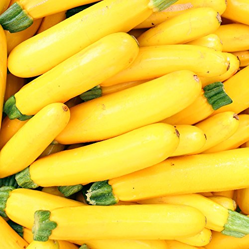 Zucchini"Atena Polka" - 100 g Samen - 1000 samen von GardenSeedsMarket